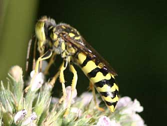 Picture of Steniolia sand wasp