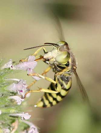 Picture of a long-tongued sand wasp from the genus Steniolia, nectaring on horse mint
