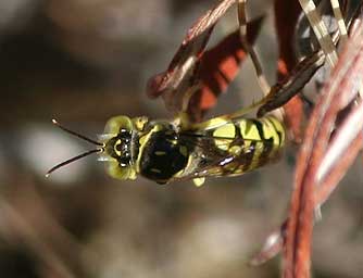 Seniolia Sand Wasp singing