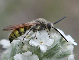 Scarab Hunter Wasp foraging for nectar on white forget-me-not wildflowers