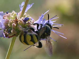 Picture of a Scarab hunter or scoliid wasp on purple sage