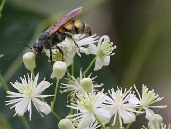 Picture of a Scarab hunter or scoliid wasp on clematis