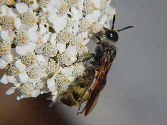 Picture of Scoliid or Scarab Hunter Wasp nectaring on yarrow