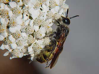 Scoliid or scarab hunter wasps