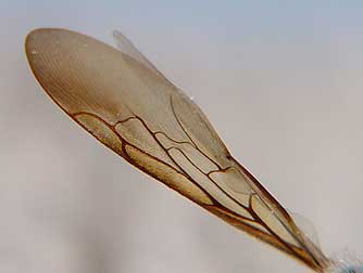 Picture of Scoliid wasp wing with wrinkles