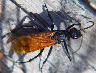 Picture of a spider wasp with orange wings - Calopompilus pyrrhomelas