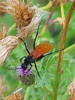 Picture of a Spider Wasp with orange wings - Calopompilus pyrrhomelas