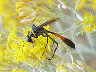 Picture of Thread-Waisted Wasp or Ammophila