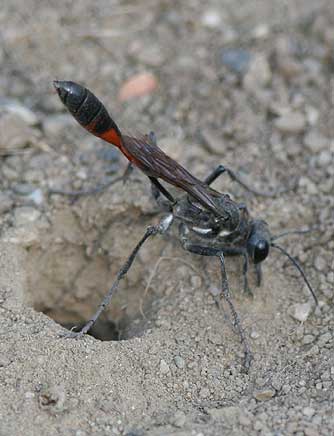 Picture of thread-waisted wasp excavating a nest - ammophila