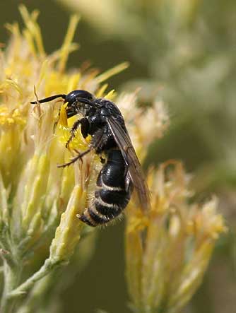 Tiphiid wasp