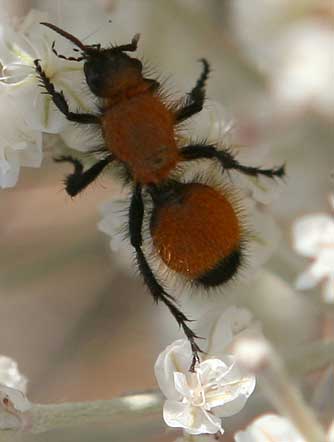 Velvet ant or cow killer picture