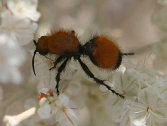 Velvet ant nectaring