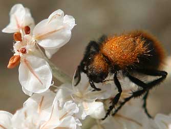 Velvet ant or cow killer pictures