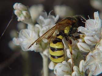 Picture of a weevil hunter wasp - Cerceris