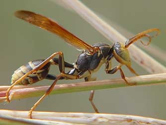 Western paper wasp or Mischocyttarus flavitarsis