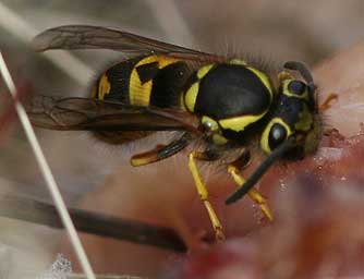 Picture of western yellowjacket with yellow band around eyes