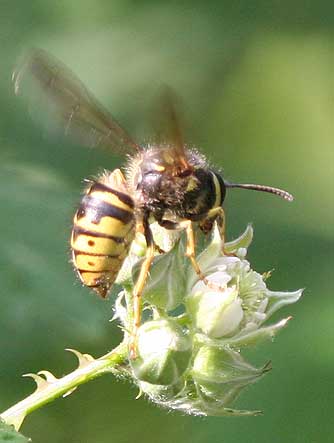 Whitebark raspberry flower pollinated by a western yellowjacket