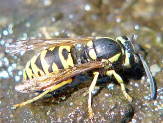 Picture of a western yellowjacket or Vespula pennsylvanica