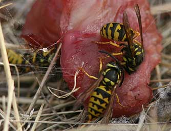 Picture of western yellowjackets eating meat