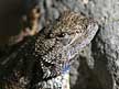 Western fence lizard pictures