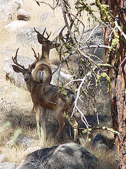 Mule deer bucks