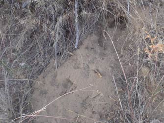 Picture of coyote hunting during winter - Canis latrans