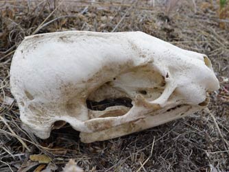 Badger skull