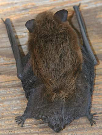 Mouse-eared bat or Myotis species, tested positive for rabies