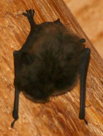 Mouse-eared bat or Myotis species at night roost