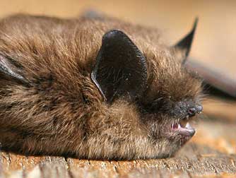 Mouse-eared bat or Myotis species