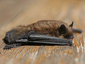Mouse-eared bat or Myotis species, tested positive for rabies