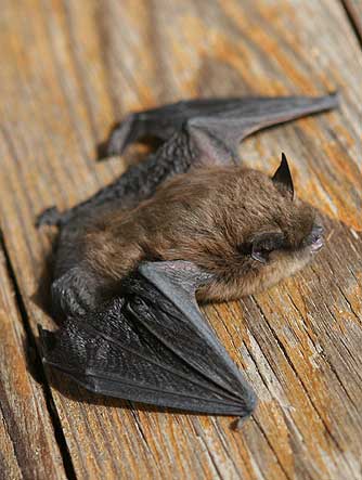 Mouse-eared brown bat or Myotis species