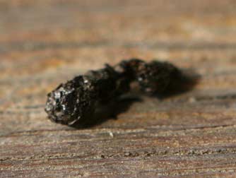 Pallid bat scat