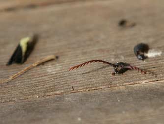 Insect parts below a pallid bat roost - California prionus beetle head, darkling beetle back, and grasshopper wing and leg