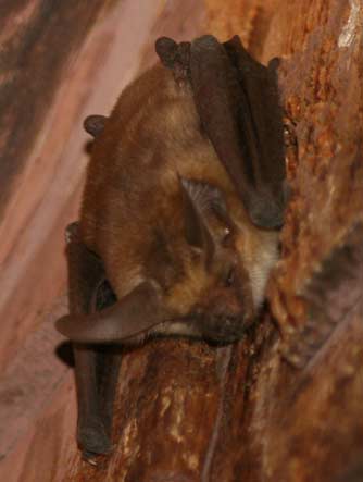 Pallid bat resting at night