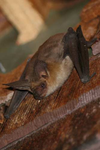 Pallid bat or Antrozous pallidus picture 