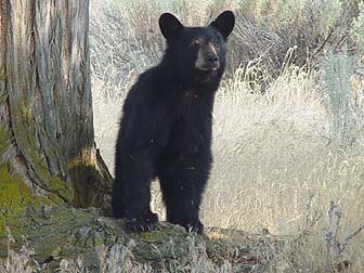 Picture of a black bear cub during summer