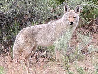 Picture of a coyote running