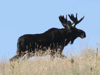 Picture of eastern Washington moose
