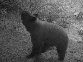 Picture of black bear eating hawthorn berries or haws