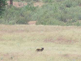 Black bear foraging in grassland near bitterbrush