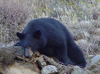 Picture of a black bear being silly, fall