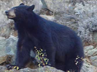 Eastern Washington black bear walking, fall