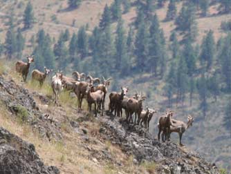 California bighorn sheep near Lake Roosevelt, Washington