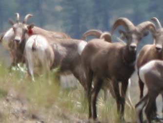 Picture of Eastern Washington bighorn sheep or Ovis canadensis 