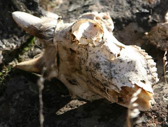 Bighorn sheep skull
