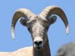 California bighorn sheep