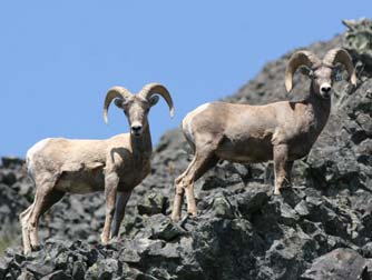 Picture of eastern Washington bighorn sheep or Ovis canadensis 