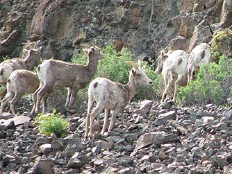 Picture of a herd of California bighorn sheep ewes