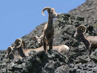 California bighorns sheep near Lake Roosevelt, Washington